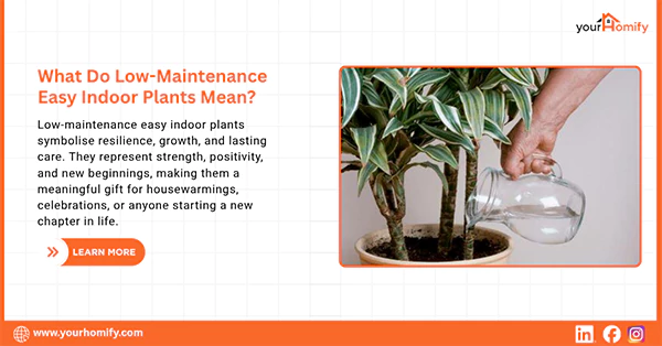 What Do Low Maintenance Indoor Plants Mean