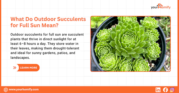What Do Outdoor Succulents for Full Sun Mean