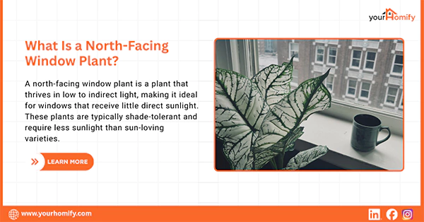 What Is a North Facing Window Plant