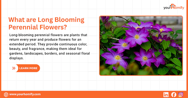 What are Long Blooming Perennial Flowers