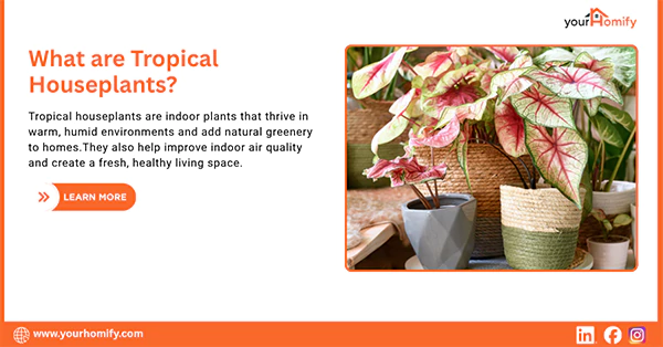 What are Tropical Houseplants