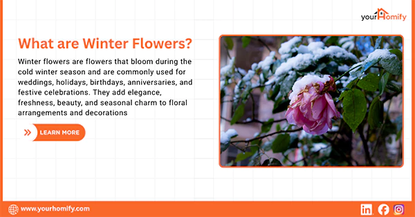 What are Winter Flowers