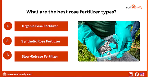 What are the best rose fertiliser types