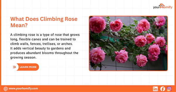 What does Climbing Rose Mean