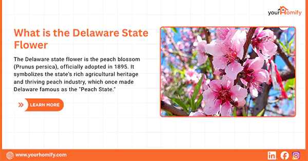What is Delaware state Flower