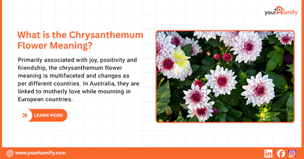 What is the Chrysanthemum Flower Meaning
