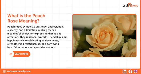 What is the Peach Rose Meaning