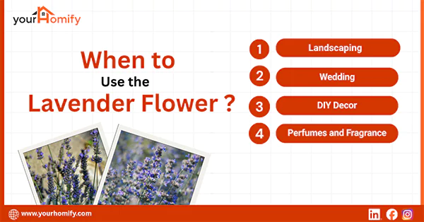 When To use the Lavender Flower
