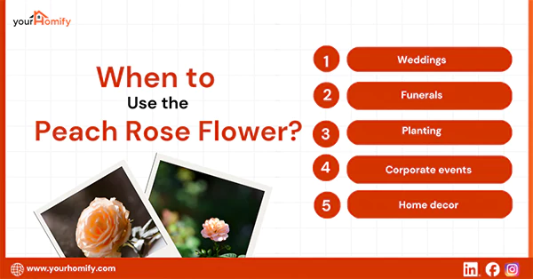 When to Use the Peach Rose Flower