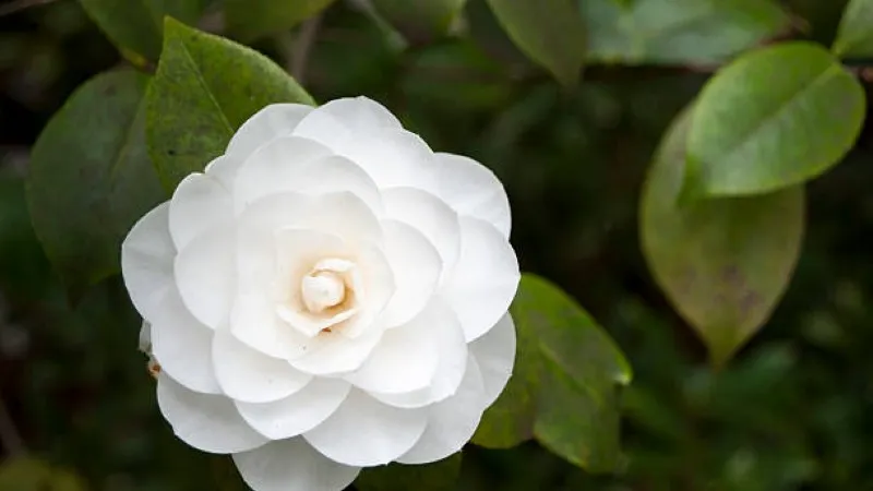 Pure white camellia flower in full bloom