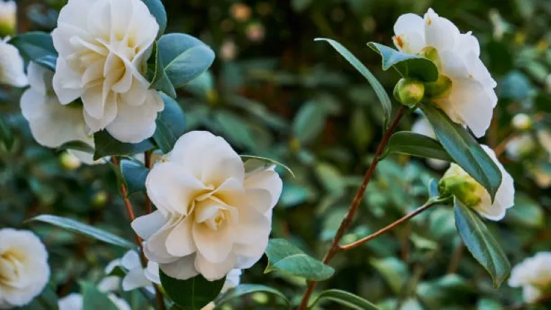 White camellia flowers blooming with green buds
