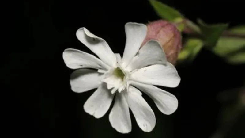 White Catchfly flower with deeply fringed petals photographed against a dark background.
