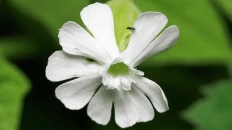 White Catchfly flower with deeply notched petals and a small insect on a green background.