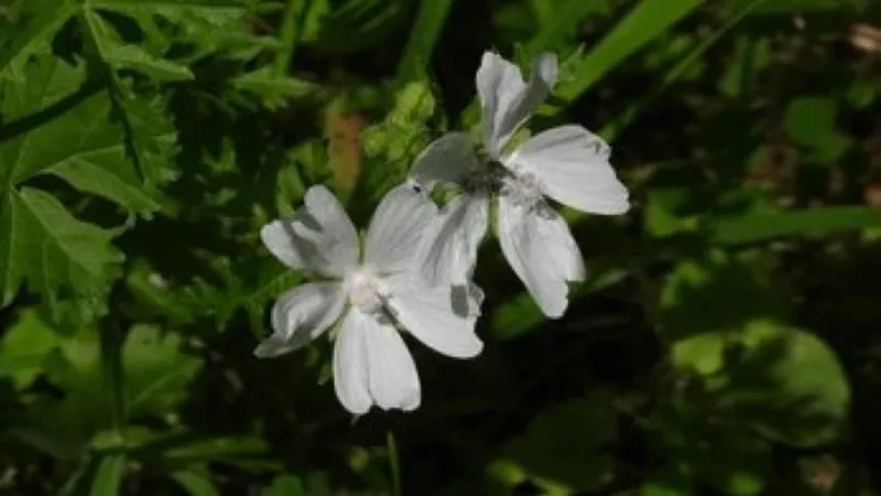 Pale white Catchfly flower blooms growing in dappled woodland shade.