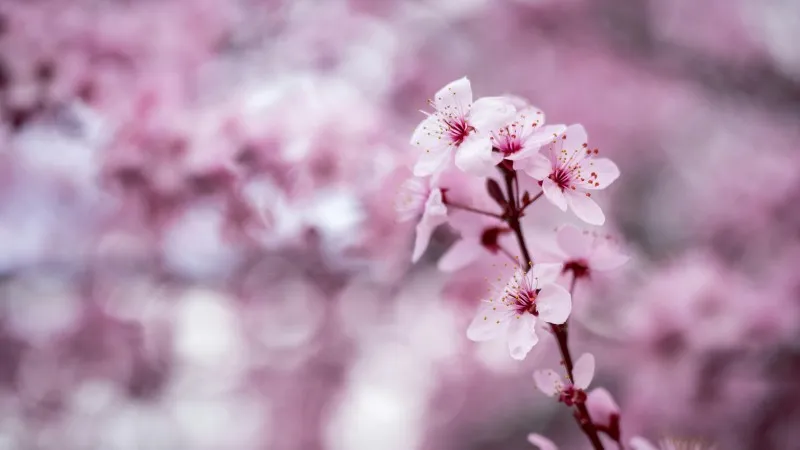 White Cherry Blossom flower blooms beside dark reddish-brown buds.