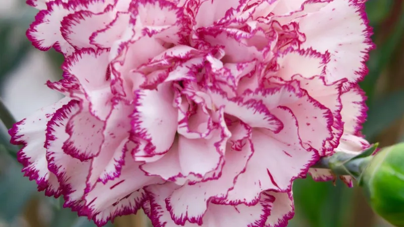 Close-up of a fully double white Clove Pink flower with vivid magenta-pink frilled edges.