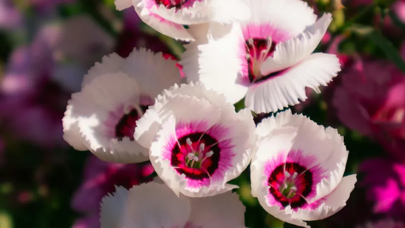 Several white Clove Pink flower blooms with bright pink-red centers photographed from above in soft sunlight.