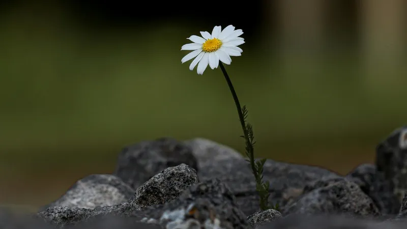 White Daisy flower with yellow center against a near-black background with green and brown bokeh.