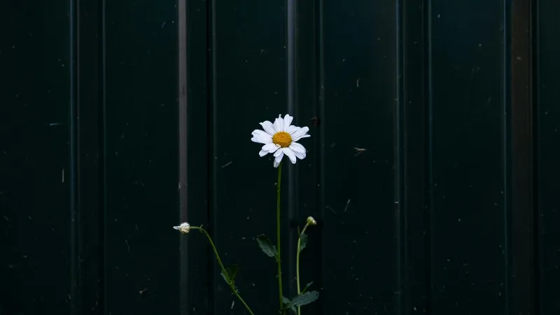 Single white Daisy flower with a golden-orange center growing against a dark green ridged wall.