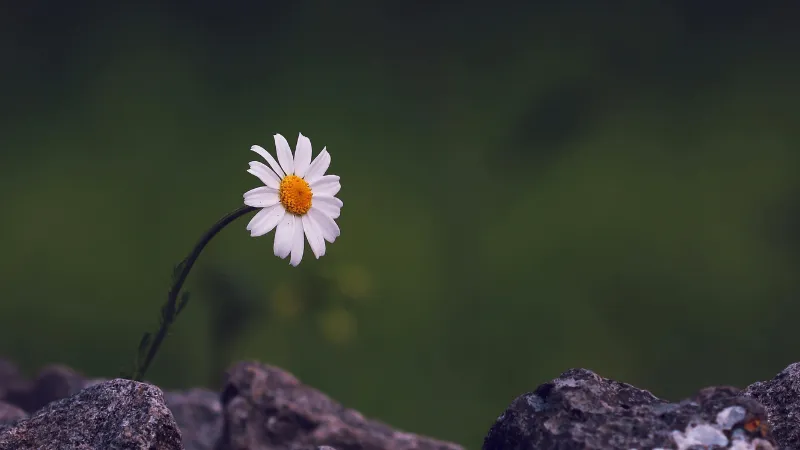 White Daisy flower with yellow center growing between rocks against a green blurred background.
