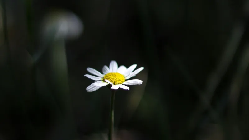 White Daisy flower with yellow center surrounded by dark blurred grass blades.