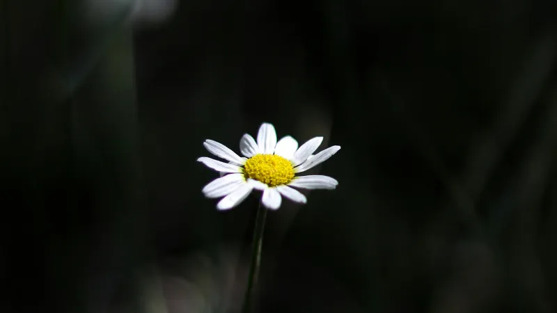 White Daisy flower with yellow center against a dark moody blurred background.