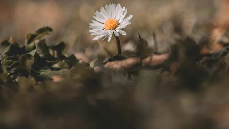 White Daisy flower with orange center set against a soft blurred bokeh background.