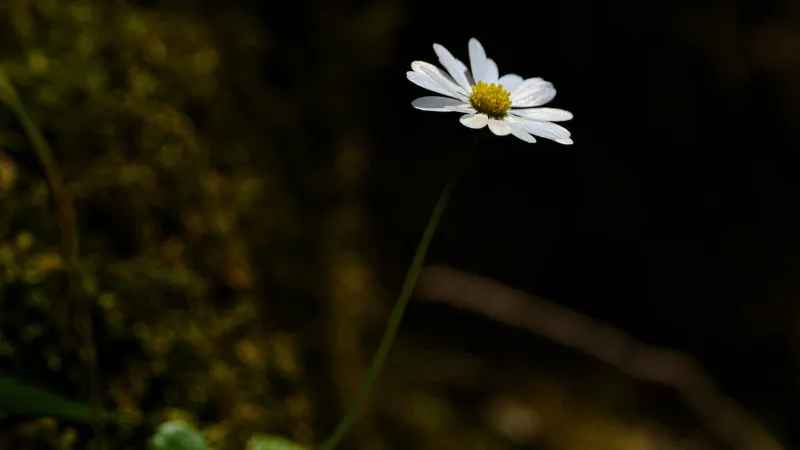 White Daisy flower with yellow center against a dark background featuring green moss bokeh.