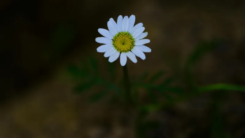 White Daisy flower with a pale yellow-green center against a dark blurred background.
