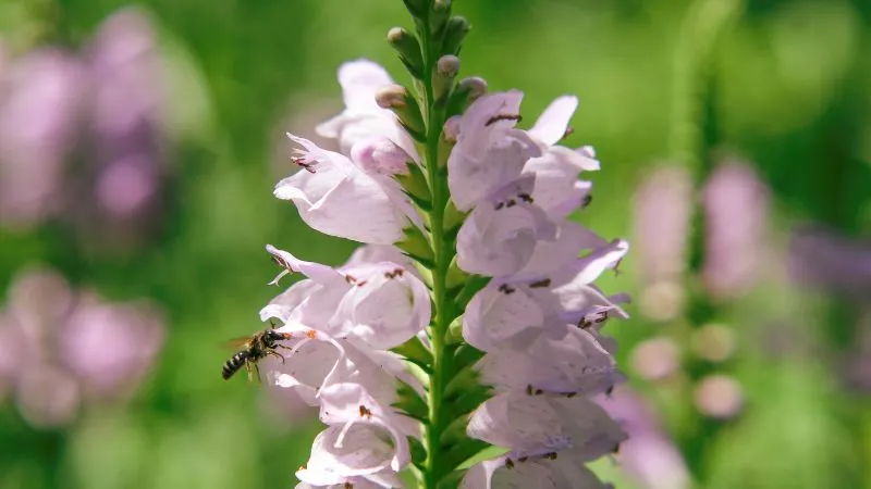 White obedient plant flowers and buds on dark background