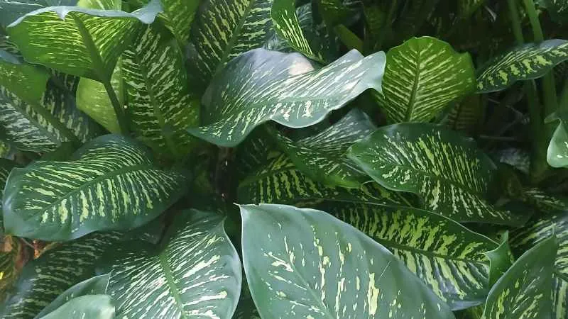 Dieffenbachia plant leaves with heavy white speckling