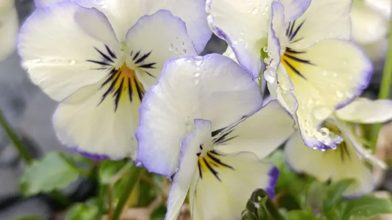 Cream-colored pansy flowers with purple edges and dewdrops on petals