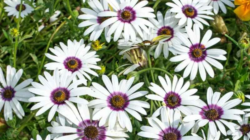 Bright white african daisy flowers with purple centers blooming in garden