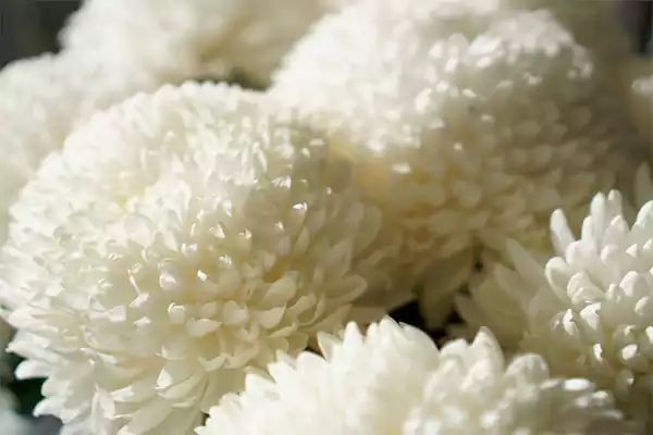 White chrysanthemum