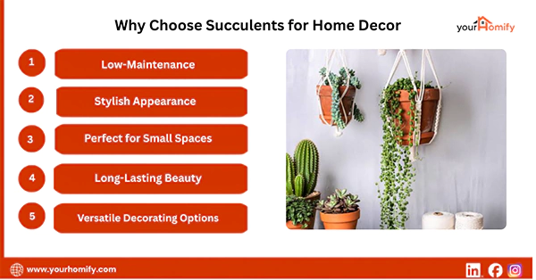 Why Choose Succulents For Home Decor
