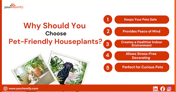 Why Should You Choose Pet Friendly Houseplants