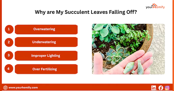 Why are My Succulent Leaves Falling Off