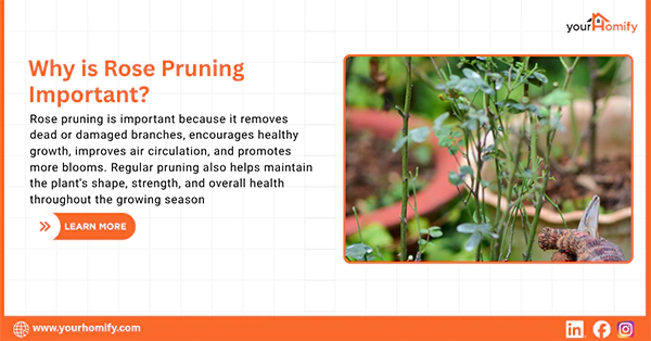 Why is Rose Pruning Important
