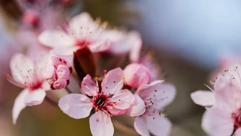 Large open pink Cherry Blossom flower blooms in close-up.