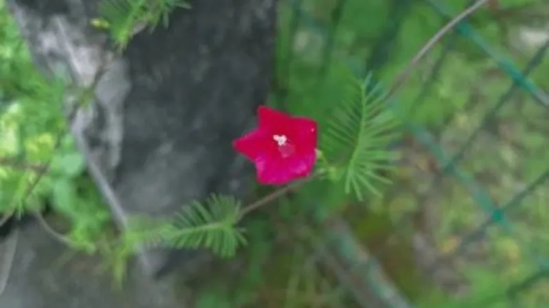 A red Cypress Vine flower growing among feathery foliage in front of a blurred chain-link fence.