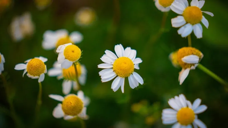 Wild Chamomile flower blooms growing among feathery green foliage.