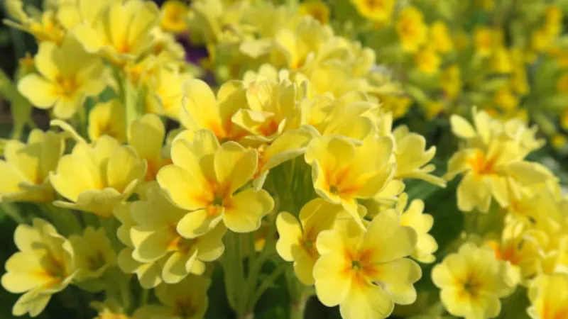 Newly bloomed yellow cowslip flowers rising from spring grass beneath bare tree branches.