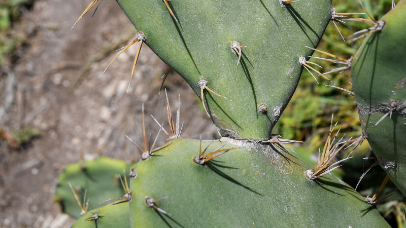 Wild Eastern Prickly Pear Cactus plant