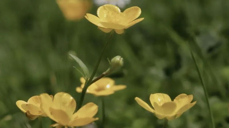 Wild Outdoor Buttercup flower blooming naturally in fields.