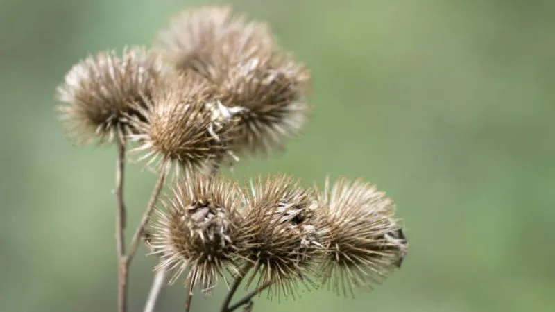 Wild Garden Burdock flower growing in a natural area.