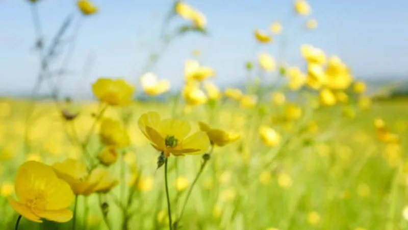 Wild Garden Buttercup flower flourishing among vegetation.