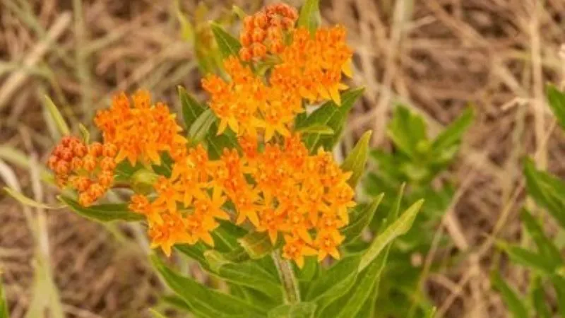 Wild Meadow Butterfly Weed flower growing naturally outdoors.