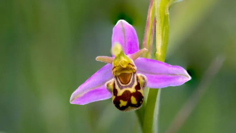 Wild growing Bee Orchid flower thriving naturally outdoors.