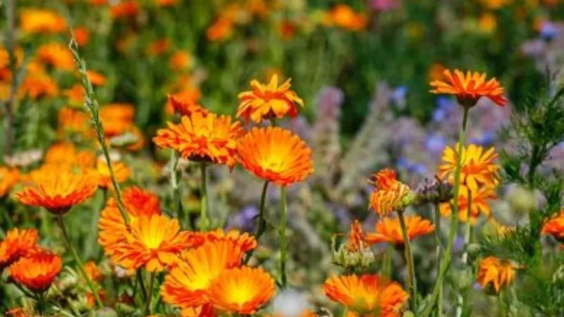 Orange Yellow Calendula flower blooming in a natural meadow.