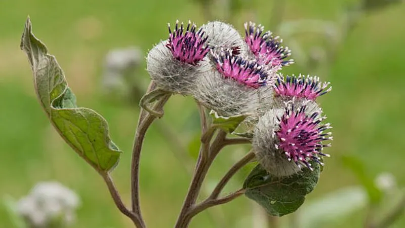 Wild Plant Burdock flower featuring flowering stems.